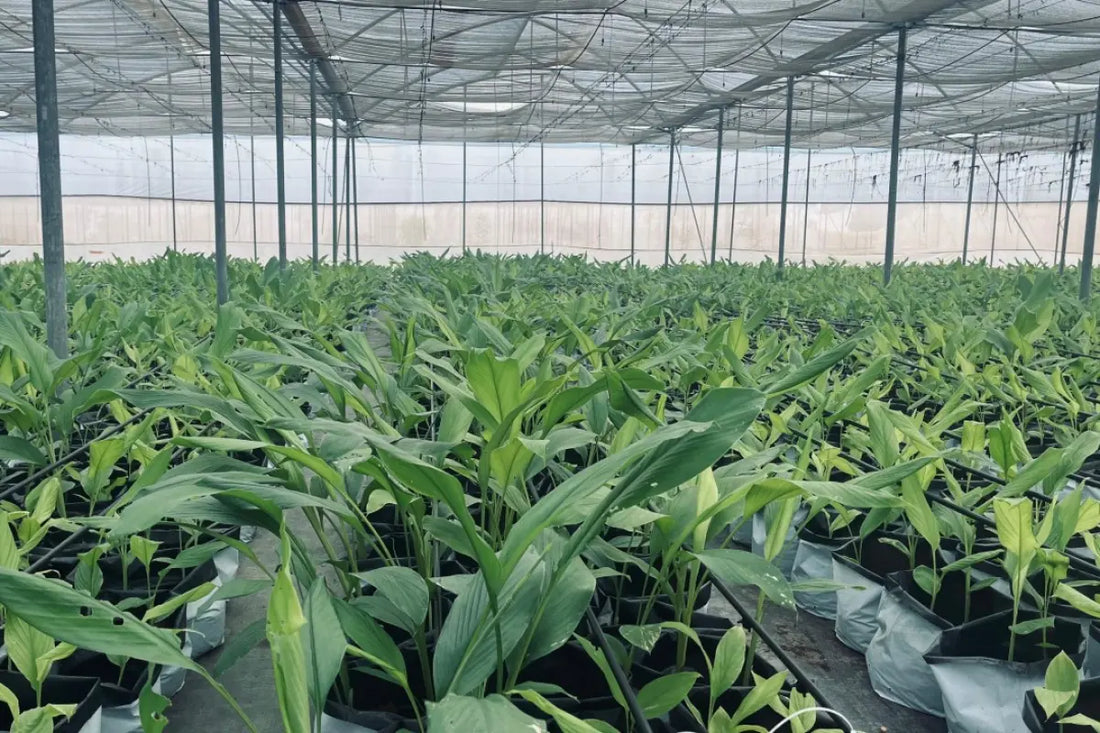 Spices Export Expansion