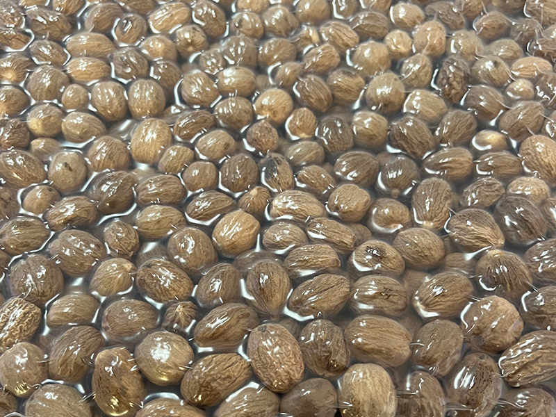 Nutmeg Processing